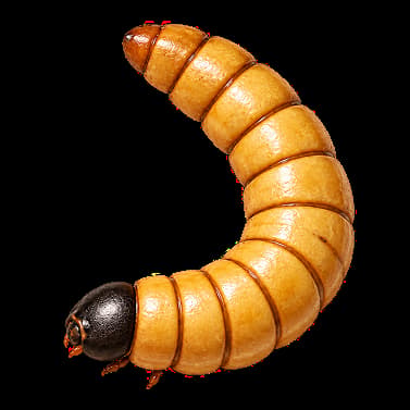Isolated realistic yellow mealworm larva of the species Tenebrio molitor